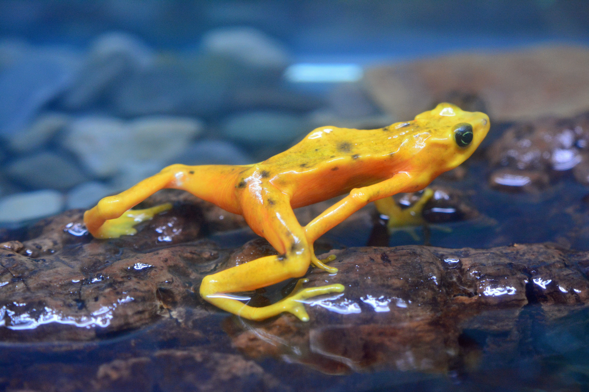 Peter Miller_Panamanian Golden Frog_FlickrCC
